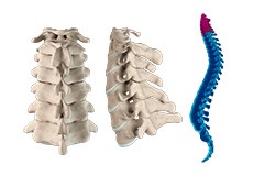 Cervical Spine Anatomy