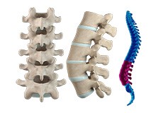 Lumbar Spine Anatomy