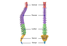 Anatomy of the Spine